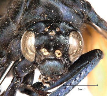 Media type: image;   Entomology 15807 Aspect: head frontal view